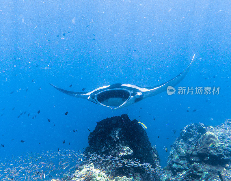 远洋蝠鲼(Manta birostris)游过清洁站。在世界自然保护联盟的红色名单中，这些优雅的动物正在成为野外罕见的景象。